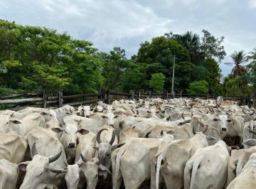 Imagem 1 · Fazenda