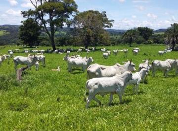 Imagem 1 · Fazenda