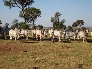 Imagem 1 · Fazenda