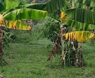 Imagem 1 · Chácara para venda em Centro, Serra Azul