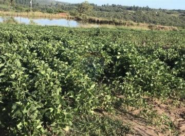 Imagem 1 · Fazenda para venda em Centro, Encruzilhada do Sul