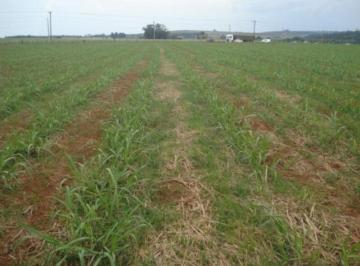 Imagem 1 · Fazenda