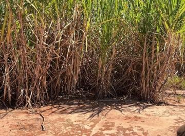 Imagem 1 · Fazenda