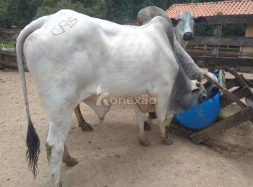 Imagem 1 · Fazenda