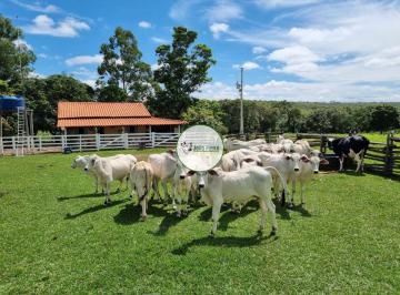 Rural , Arinos · Fazenda a venda em ARINOS-MG - 202 Hectares - Toda formada - 12 divisões de pastos