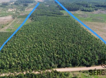 Rural , Triunfo · OPORTUNIDADE PARA INVESTIMENTO: 30 HA COM 12 HA DE MATO DE ACACIA E EUCALIPTO 4 KM DA BR 386