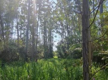 20230223162225986.jpg · Sítio para Venda em Balneário Piçarras, Morretes