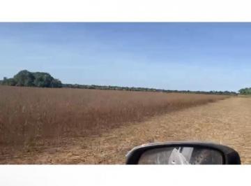 Rural · 6582000m² · 3 Quartos · VENDO BELÍSSIMA FAZENDA EM ARUANÃ (GO)TERRA P/PLANTAR O QUE QUISER 3SAFRA ANUAL!