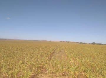 Rural · 35ha · 4 Quartos · 3 Vagas · VENDO BELÍSSIMA FAZENDA EM ÁGUA FRIA DE GOIÁS 1.603 HECTARES