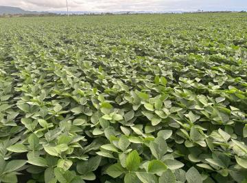 Rural · 4 Quartos · 99 Vagas · VENDO FAZENDA GIGANTE EM JUSSARA DE GOIÁS P/ PLANTIO 3 SAFRA POR ANO! 98150-8787