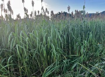Rural · 265ha · FAZENDA DE 265 ALQUERES EM NIQUELANDIA COM E 150 ALQUERES JÁ PLANTADO!!