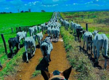 Imagem 1 · Fazenda