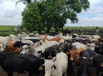 7mx946e2otgwyje5zdm5ymvl_md · Fazenda  com 110 Alqueires em Linhares ES