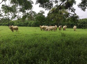 Rural de 3 quartos, Registro · FAZENDA A VENDA, COM 295 HECTARES - POTENCIAL AGRÍCULA É PECUÁRIA. 70% DE PASTAGEM - EM REGISTRO SP
