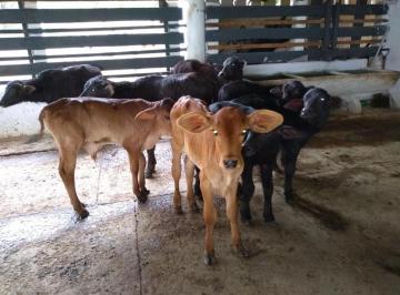 Rural de 3 quartos, Registro · FAZENDA DE 459 HA, SENDO 218 HA DE PASTOS LIVRE, A VENDA - COM ESTRUTURA COMPLETA - REGISTRO - SP
