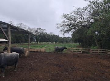 Rural de 3 quartos, Registro · FAZENDA DE 459 HA, SENDO 218 HA DE PASTOS LIVRE, A VENDA - COM ESTRUTURA COMPLETA - REGISTRO - SP