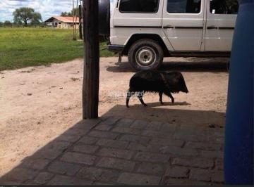 u4nwnk82ytiwm2uxmzhimzbj_md · Fazenda à Venda em Área Rural de Foz do Iguaçu, Foz do Iguaçu - PR