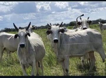 Rural · 1590m² · 3 Quartos · 1 Vaga · Fazenda à Venda próximo a São Felix do Araguaia-MT.
