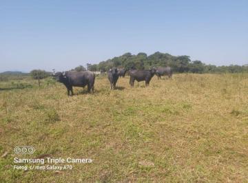 Rural de 2 quartos, Iguape · SÍTIO DE 51 HECTARES, SENDO 23 HECTARES DE PASTOS - OPORTUNIDADE! - IGUAPE-SP