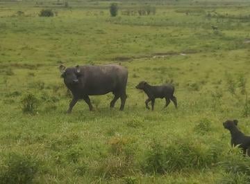 Rural de 2 quartos, Iguape · SÍTIO DE 51 HECTARES, SENDO 23 HECTARES DE PASTOS - OPORTUNIDADE! - IGUAPE-SP