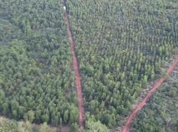 Rural · 7000000m² · Fazenda plana com muitas nascentes e rio à Venda em Bocaiúva, MG – 700 ha,otima para café,pecuaria e