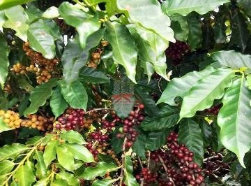 Fazenda 127ha em Boa Esperança-MG. 260 mil pés de café, 100% mecanizada. Safra 2026 excepcional. Porteira fechada por R$ 20.000.000,00. · Fazenda de Café em Boa Esperança MG: 127ha e Safra 2026