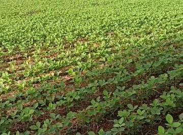 Rural de 4 quartos, Entorno do Brasilia · VENDO FAZENDA DE 96 ALQUEIRES OU SEJA 461 HECTARES JÁ PLANTADA COM SOJA 98150-8787
