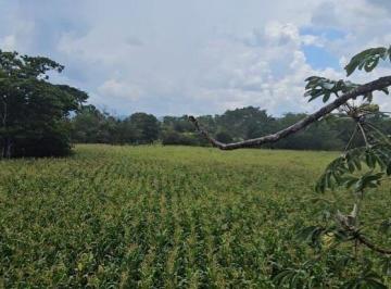 Rural de 5 quartos, Campinas · Seu Refúgio Rural em Buritis - MG, RIO, POÇO, 100% FORMADA: Viva o Sonho da Fazenda Própria!"