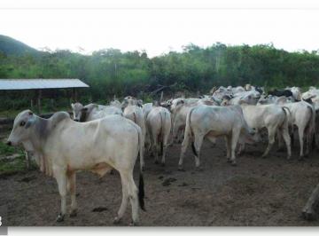 Rural de 4 quartos, Colinas do Sul · FAZENDA ESPETACULAR NA REGIÃO NORTE DE GOIÁS