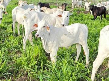 Fazenda, Venda Bragança, Pará · Fazenda a venda, Bragança, Pará, com 177 alqueires de 48.400 cada, 832 Hectares, terra muito boa de