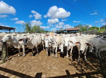 Rural · 500m² · 2 Quartos · 3 Vagas · Excelente Fazenda em Umuarama com 141 hectares - Araruama - Rio de Janeiro - RJ - 01.
