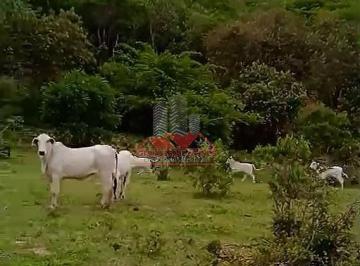 Rebanho de gado Nelore em pastagem de chapadão, evidenciando a fertilidade do solo e a estrutura para pecuária em Minas Gerais. · Fazenda 2.200 ha em Pedra Azul MG: Ideal para Café Arábica
