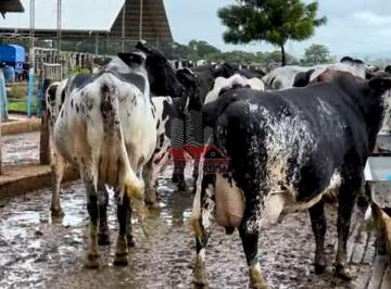 Rural · 12000000m² · Fazenda Leiteira em João Pinheiro: 1.200ha e Alta Genética