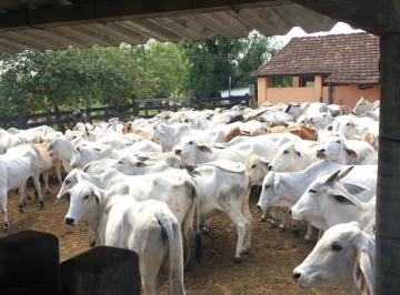 Imagem 1 · Fazenda