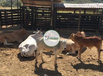 Rural , Buritis · Fazenda a venda em Buritis-MG - 114 Hectares - Fazenda para PECUÁRIA