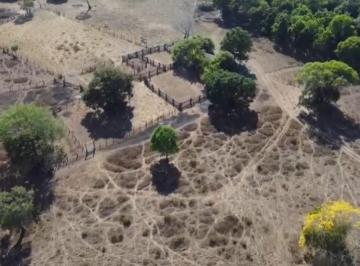20260222234258815.jpeg · Venda - Fazenda para Pecuária - 868 Hectares 📍 São Félix do Araguaia-MT