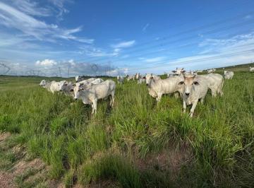 202602230839597578.jpeg · Fazenda 864 Hectares com Alto Potencial Agrícola Próximo a Marabá - Pará