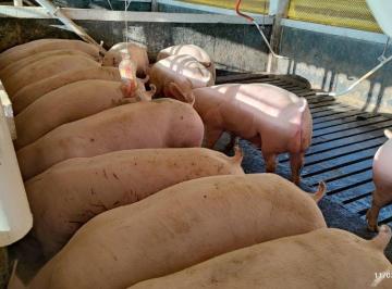 Imagem 1 · Fazenda
