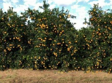 Imagem 1 · Fazenda