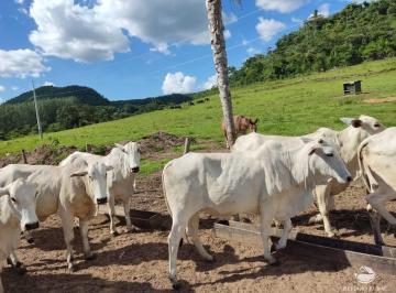 Imagem 1 · Fazenda