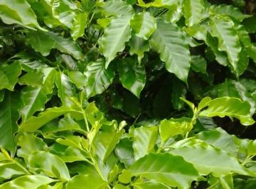 Imagem 1 · Fazenda