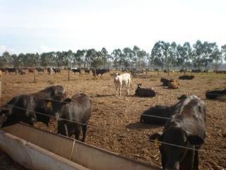Imagem 1 · Fazenda