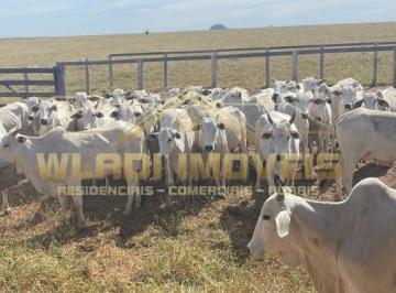 Imagem 1 · Fazenda