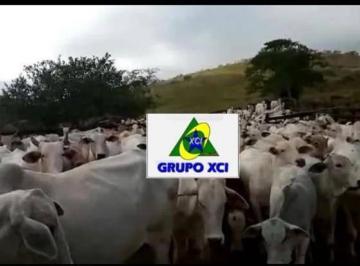 Imagem 1 · Fazenda