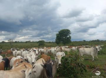 Imagem 1 · Fazenda