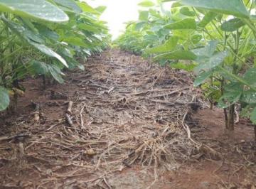 Imagem 1 · Fazenda