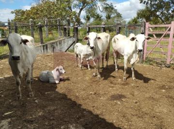 Imagem 1 · Fazenda