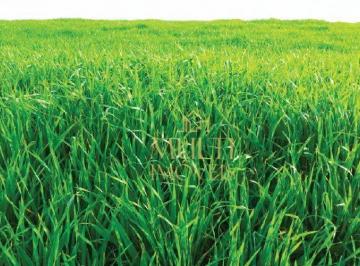 Imagem 1 · Fazenda