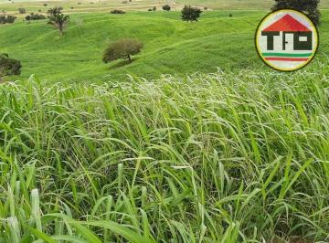 Imagem 1 · Fazenda para venda em Centro, Abel Figueiredo
