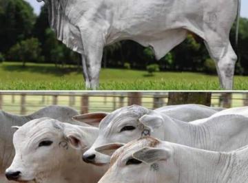 Imagem 1 · Fazenda